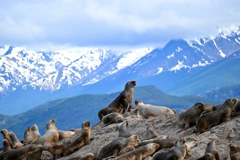 A group of sea lions resting on a rocky shore with snowy mountain backdrop.
